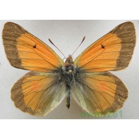 Colias eogene Felder & Felder, 1865 male Tadjikistan99b